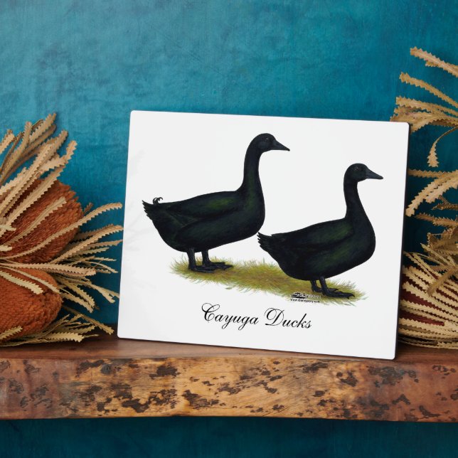 Placa Expositora Patos:  Cayugas negro (Lado)