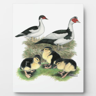 Placa Expositora Patos Muscovy de Patas Negras Familia
