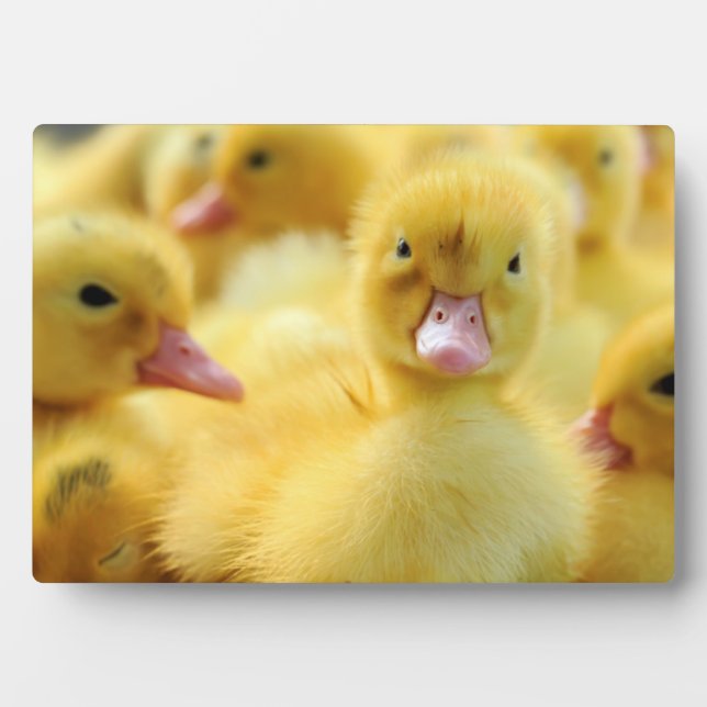 Placa Expositora Patos pequeños (Frente)