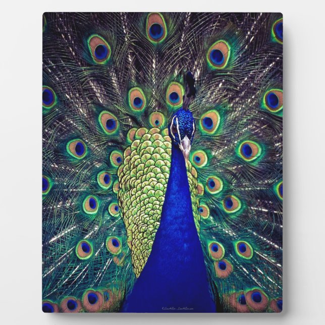 Placa Expositora Pavo Real Azul Cobalto (Frente)