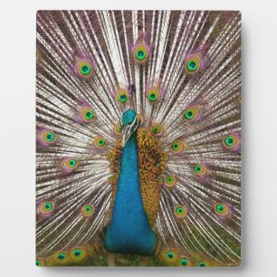 Placa Expositora Pavo real pacífico
