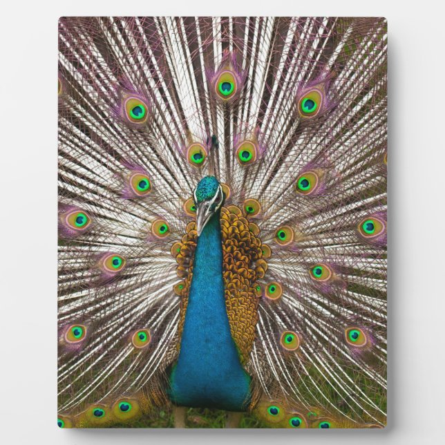 Placa Expositora Pavo real pacífico (Frente)