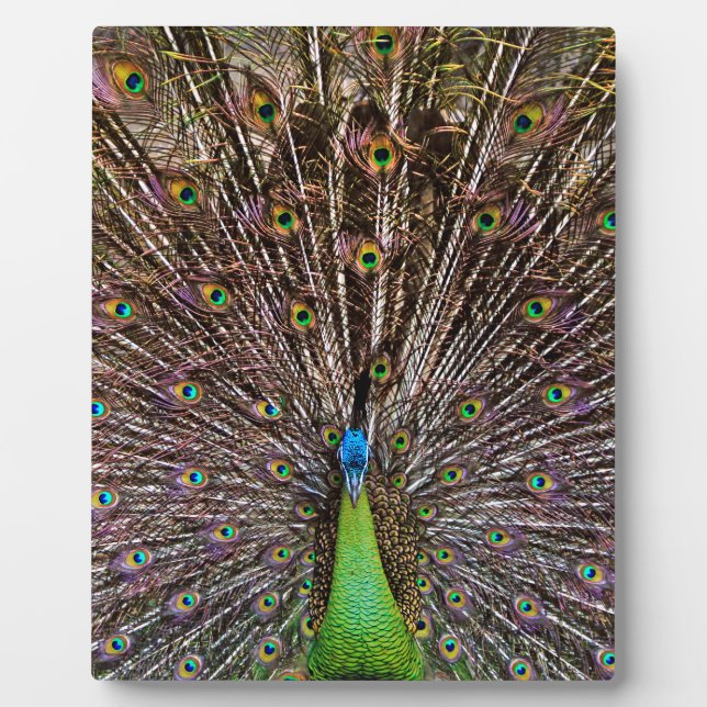Placa Expositora Peacock (Frente)
