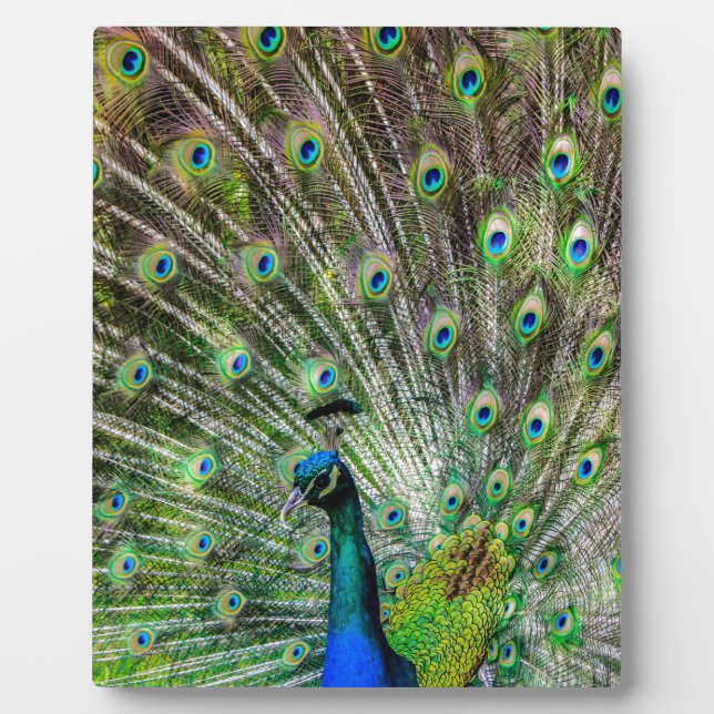 Placa Expositora Peacock (Frente)