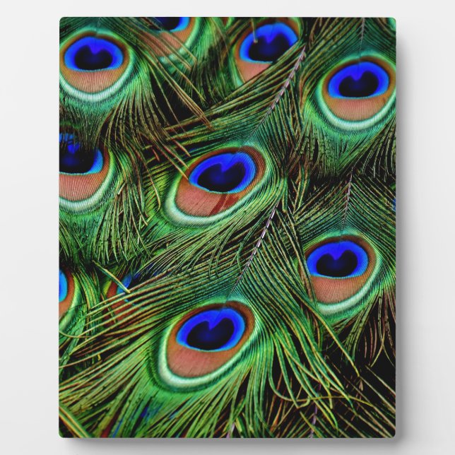 Placa Expositora Peacock Feathers (Frente)