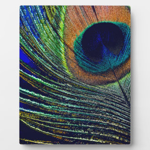 Placa Expositora Peacocok Feather Bohemian