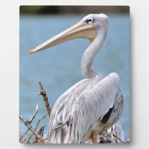 Placa Expositora Pelícanos con respaldo rosa