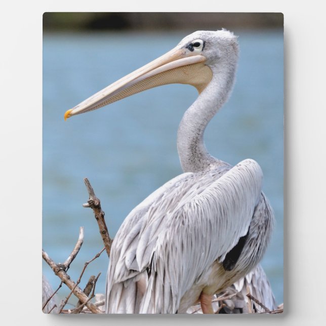 Placa Expositora Pelícanos con respaldo rosa (Frente)