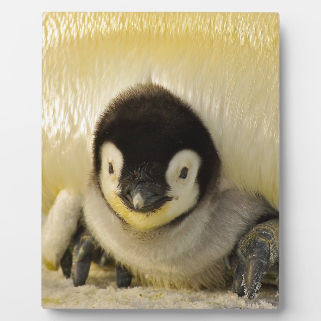 Placa Expositora Penguin baby (Frente)