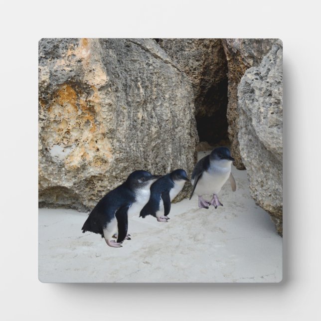 Placa Expositora Penguin Beach House (Frente)