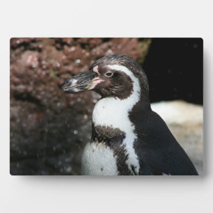 Placa Expositora Penguin Plaque