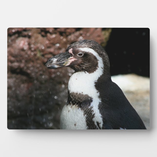 Placa Expositora Penguin Plaque (Frente)