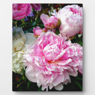 Placa Expositora Peonias rosas y blancas