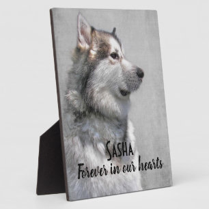 Placa Expositora Pérdida de un Alaskan Malamute
