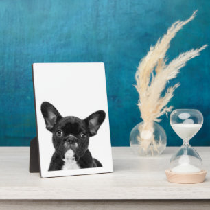Placa Expositora Perro Adorable   Cara de Bulldog francesa negra