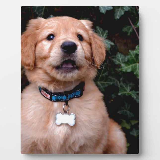 Placa Expositora Perro cachorro lindo Golden Retriever Puppy (Frente)