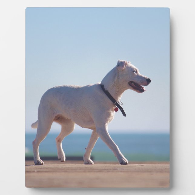 Placa Expositora Perro en la playa (Frente)
