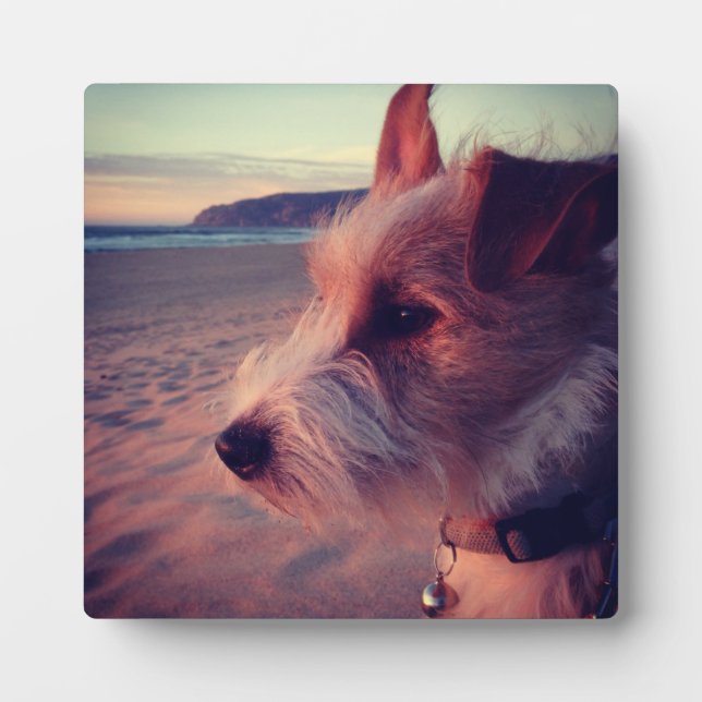 Placa Expositora Perro Frente A La Playa (Frente)