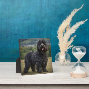Placa Expositora Perro pastor Bergamasco lanudo negro,