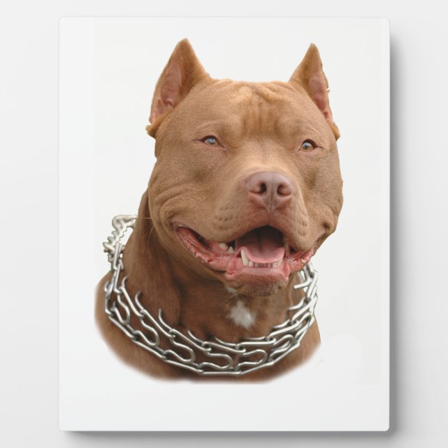 Placa Expositora Perro Pitbull (Frente)