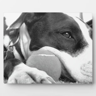 Placa Expositora perro pitbull negro blanco con pelota de aspecto l
