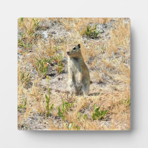 Placa Expositora Perro Prairie en Yosemite, CA