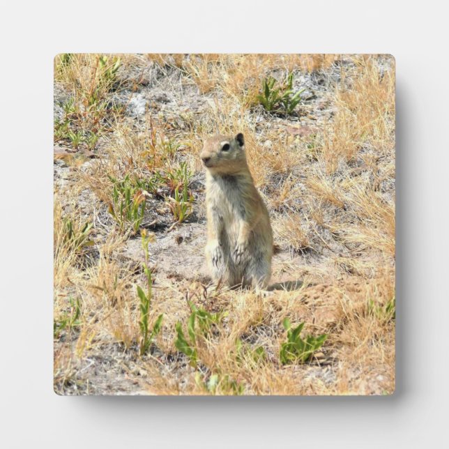 Placa Expositora Perro Prairie en Yosemite, CA (Frente)
