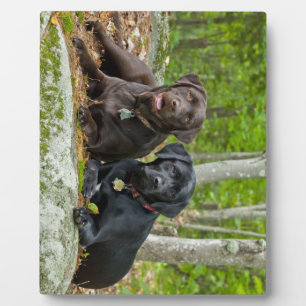 Placa Expositora Perros cachorros Black Lab Chocolate Labrador Recu