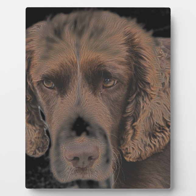 Placa Expositora Perros Springer Inglés (Frente)