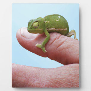 Placa Expositora Perspectiva de los camaleones para bebés