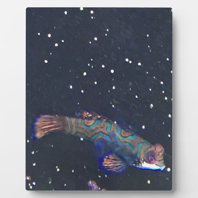 Placa Expositora Pescado exótico Raro (Frente)