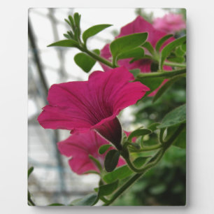 Placa Expositora Petunia