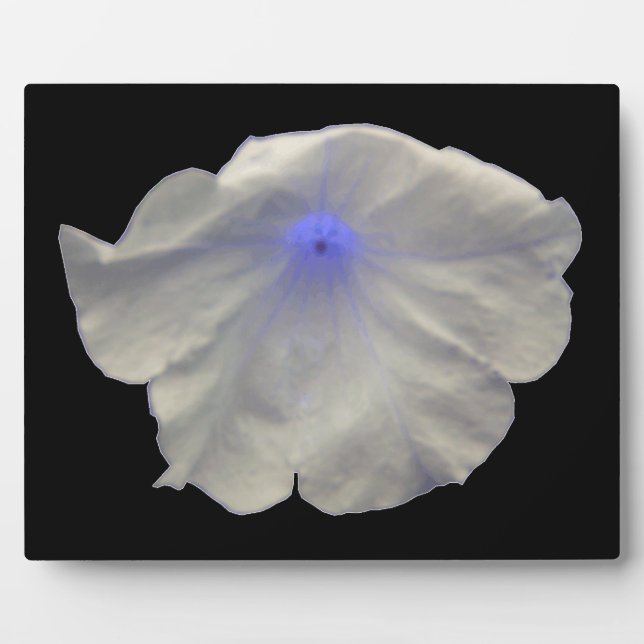Placa Expositora Petunia Blue Glow Plaque (Frente)