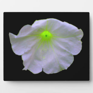 Placa Expositora Petunia Green Glow Plaque