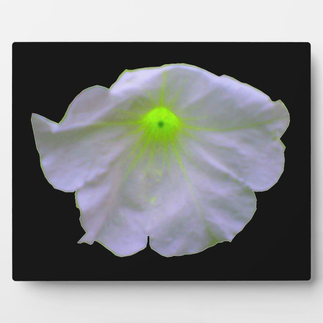 Placa Expositora Petunia Green Glow Plaque (Frente)