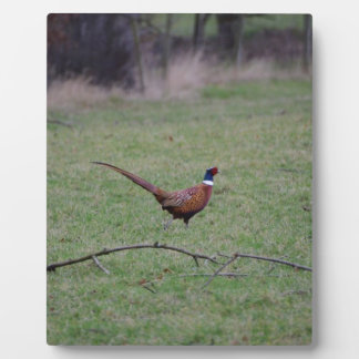Placa Expositora Pheasant
