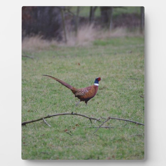 Placa Expositora Pheasant (Frente)