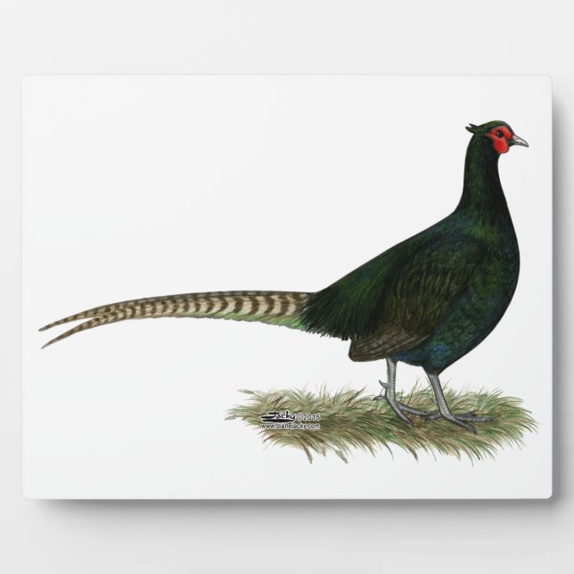 Placa Expositora Pheasant Black Roooster (Frente)