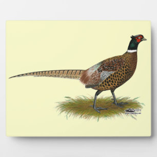 Placa Expositora Pheasant Rooster