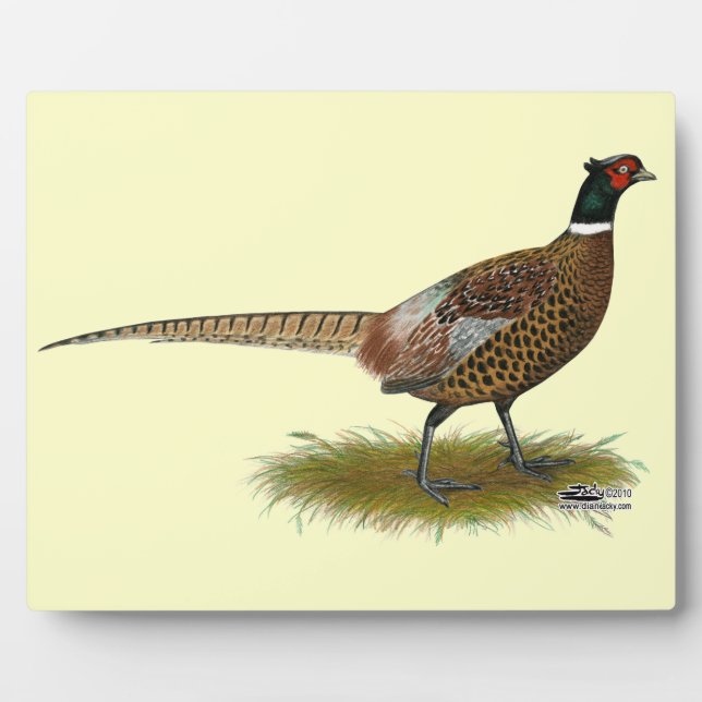 Placa Expositora Pheasant Rooster (Frente)