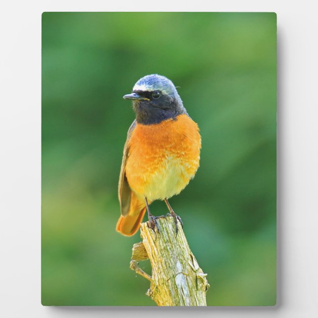 Placa Expositora phoenicurus ochruros (Frente)