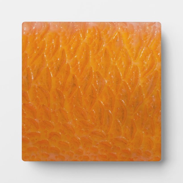 Placa Expositora Piel de Rockfish (Frente)