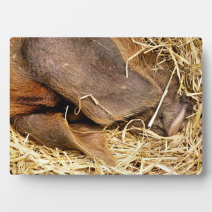 PLACA EXPOSITORA PIGS