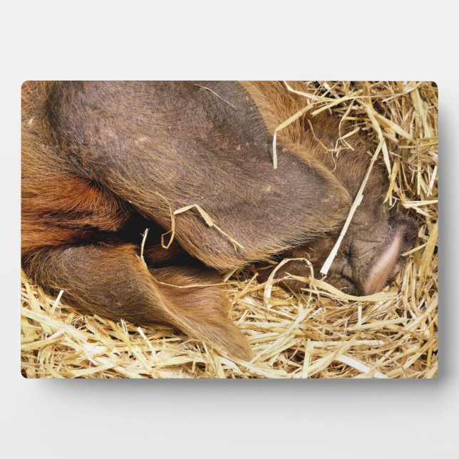 PLACA EXPOSITORA PIGS (Frente)