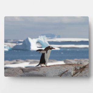 Placa Expositora Pingüino frente a un arco de hielo