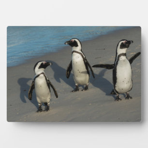Placa Expositora Pingüinos africanos Sfeniscus Demersus