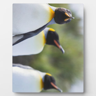 Placa Expositora Pingüinos de rey