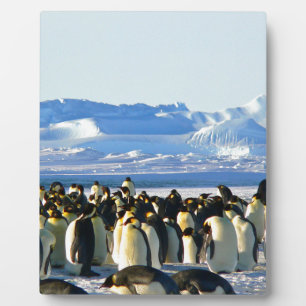 Placa Expositora Pingüinos emperadores