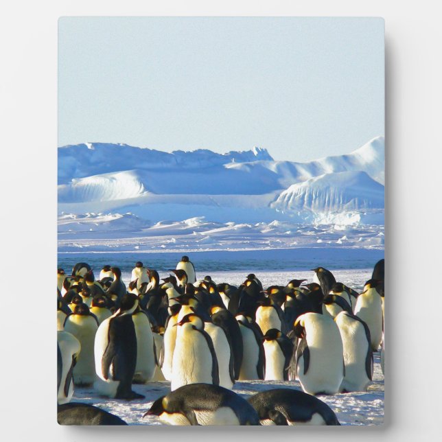 Placa Expositora Pingüinos emperadores (Frente)