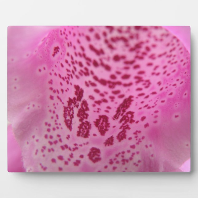 Placa Expositora Pink Foxglove Petal Plaque (Frente)